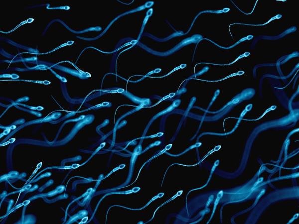 科学表明西方男性的精子数量正在下降:你能做的