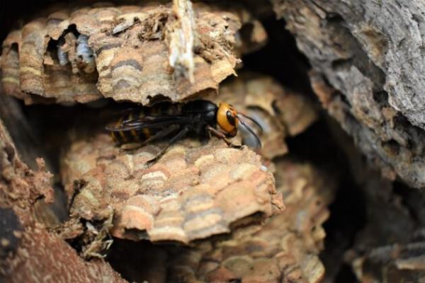 所有凶残的家族:2021年在华盛顿发现的亚洲大黄蜂来自2020年的巢穴