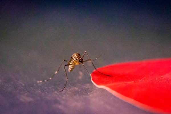 制造一个更好的捕蚊器:值得关注的研究表明，害虫是如何瞄准人类皮肤上的红色的