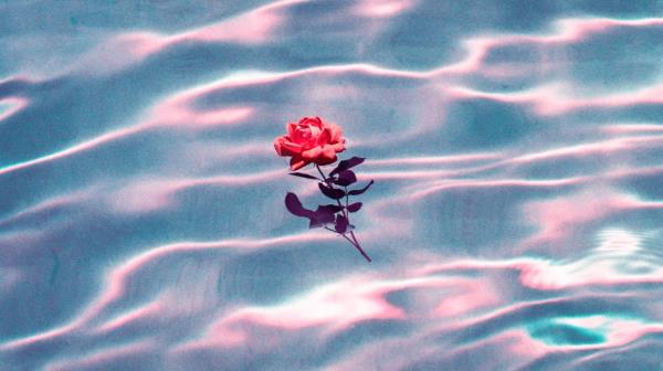 single rose in pool of water