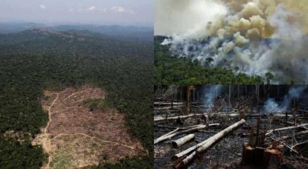 惊人的!巴西亚马逊地区的森林砍伐达到了新的记录，引发了气候问题