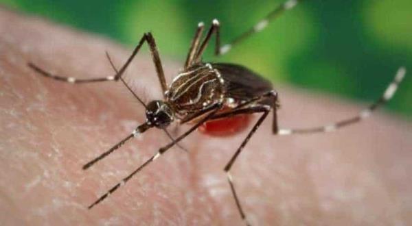 科学家揭示了为什么蚊子更喜欢人类血液而不是其他动物的血液