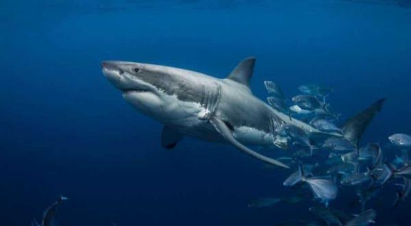 警告!453公斤重的大白鲨“Ironbound”在美国新泽西州海岸被发现