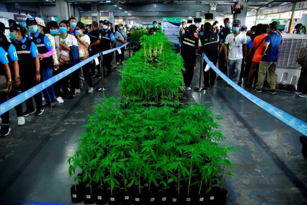 campaign to give away 1 million free cannabis plants