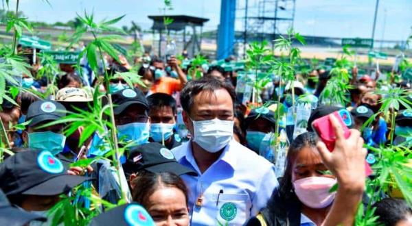 泰国赠送100万株大麻作为经济作物