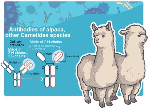 羊驼衍生抗体为Omicron变体提供了廉价的选择