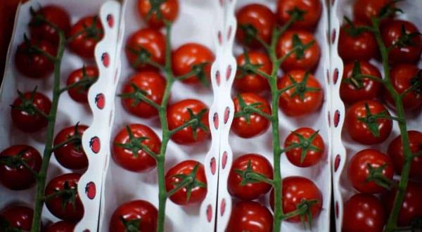 随着干旱加剧，番茄危机在加州日益严重