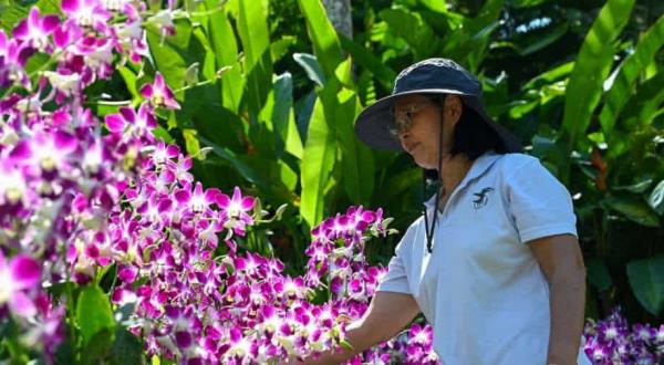 一种庄严的新加坡兰花，以纪念伊丽莎白女王而命名