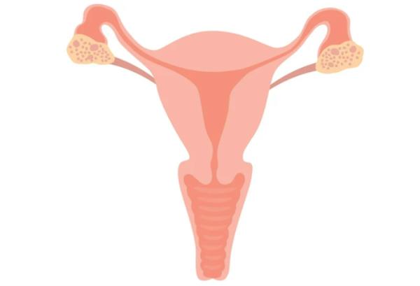 怀孕2周:症状，建议和预期
