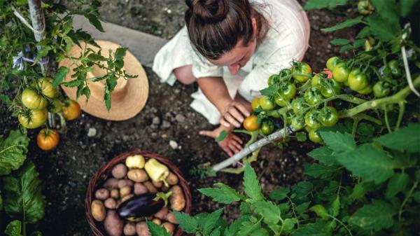 A female gardener picks a tomato with a bucket of potatoes at her feet