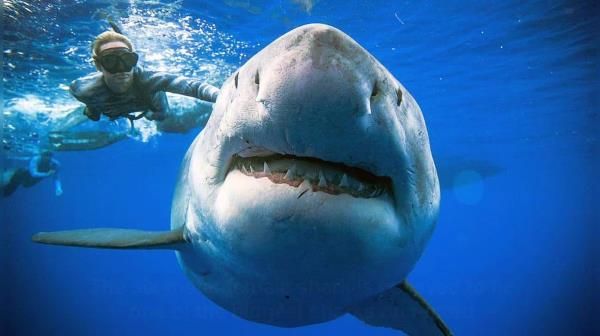 澳大利亚:女孩跳进河里和海豚一起游泳，被鲨鱼袭击，最终死亡