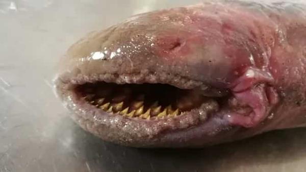 荷兰海滩上发现罕见的吸血鱼