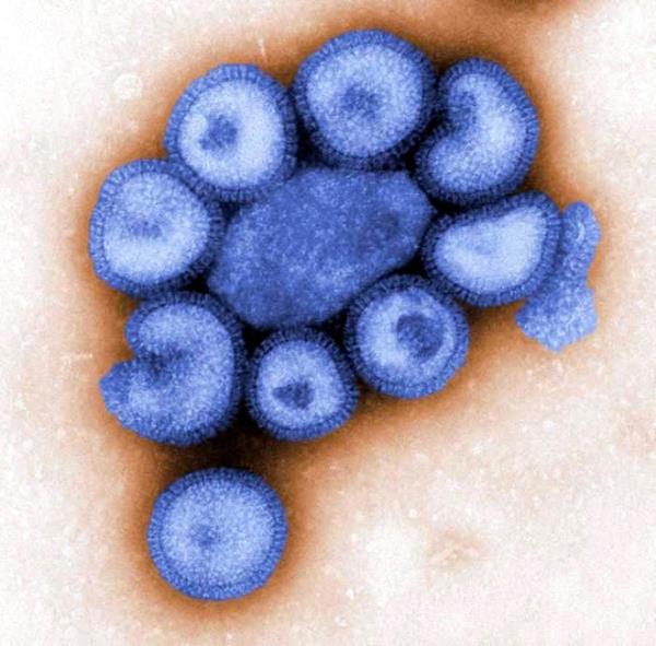 早期预警:东京发布流感流行警报