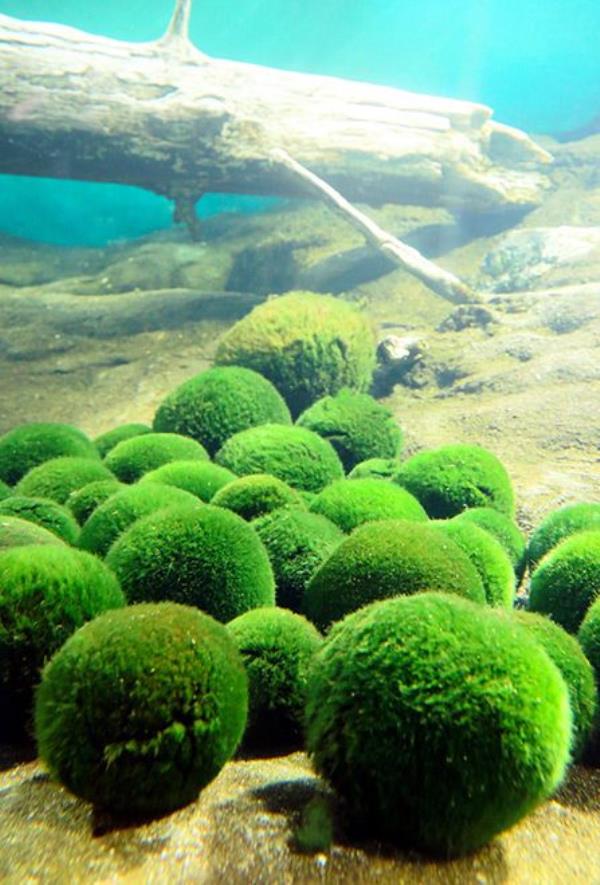 气候变化导致北海道湖中的“marimo”苔藓球