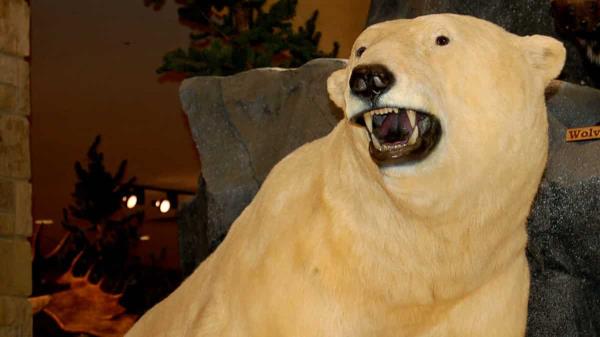 离奇的盗窃案:加拿大警方调查大型北极熊的盗窃案