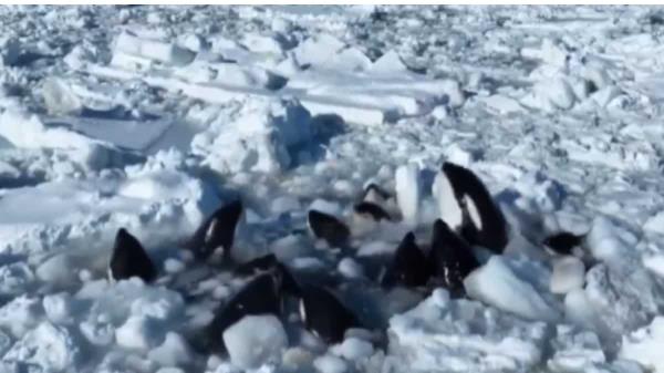 无人机拍摄的画面显示，挣扎中的虎鲸被困在日本北海道附近的冰层中