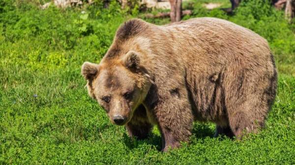意大利一省因“过度自信”而扑杀“危险的”阿尔卑斯棕熊，引发众怒