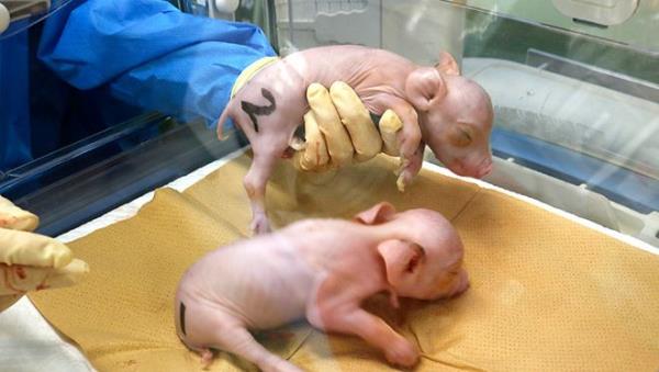 日本生产出首头用于器官移植的猪