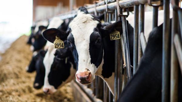 禽流感在多个州传播到奶牛，要知道什么