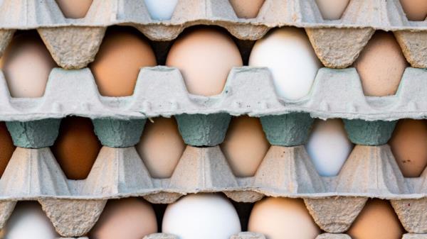 一项新研究发现，每周吃12个鸡蛋不会提高胆固醇水平